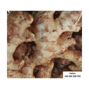 Tự Nhiên Tươi Gừng Hot Bán Giá Rẻ Nhà Máy Giá Số Lượng Lớn Số Lượng Bán Buôn Helen 99 Vàng Dữ Liệu + 84 392 328 745 - Product Image 4