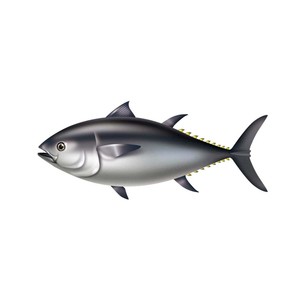 Atún Albacore Congelado de Alta Calidad, Fresco y Perfecto para Restaurantes y Minoristas - Product Image 3