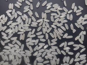 Arroz Aromático Calrose Jasmine de Grano Mediano, Doble Pulido, Cosecha Reciente Procedente de Vietnam para los Mercados de EE. UU., Emiratos Árabes Unidos y Oceanía - Product Image 2