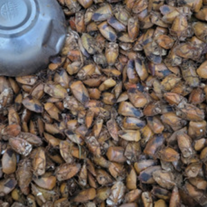 BUGS HUELO DESHIDRATADO A GRANEL | PARA ALIMENTOS AVES Y ACUICULTURA - Product Image 3