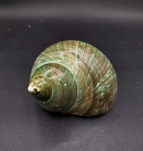 Elegantes conchas marinas Turbo Burgess de Vietnam: conchas pulidas naturales para manualidades, decoración de estilo animal y proyectos de arte - Product Image 2