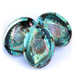 Gedroogde Groen Blauw Paua Shell Natuurlijke Schoon Ruwe Ongepolijste Groothandel Goedkoopste Prijs Australische Abalone Schelpen Voor Verkoop