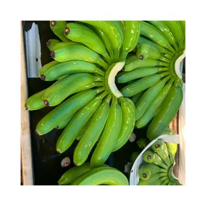 엄선된 캐번디시 바나나: 즉시 배송 가능