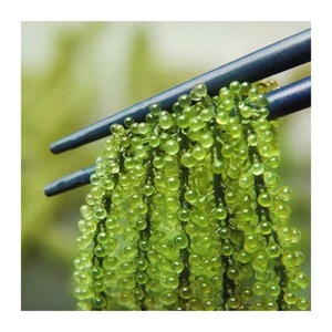 Vietnam Premium Sea Grape-Raisin de mer frais et déshydraté Exportateur en vrac Prêt à expédier rapidement dans le monde entier - Product Image 6