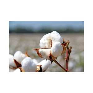 Fibre de coton biologique brut de haute qualité, matériau durable et écologique pour la filature, le tissage et l'industrie du vêtement à bon prix - Product Image 1