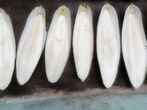 SOUTIEN MINÉRAL PUR DE SEICHE D'ORIGINE DURABLE POUR UNE SANTÉ IMMUNITAIRE ÉTIQUETTE PROPRE SOINS À BASE DE PLANTES - Product Image 6