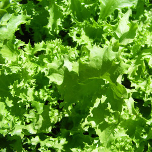 Fournisseur en gros de chicorée d'endives: Légumes à feuilles amères de qualité supérieure les plus vendus - Product Image 6