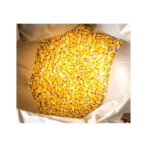 新型非转基因黄玉米用于人和动物饲料级消费顶级畅销优质天然黄玉米