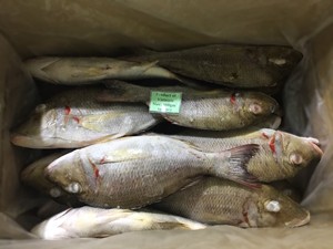 Pescado Emperador Entero Congelado de Vietnam, IQF, Envasado al Vacío a Granel, Alta Calidad, Exportación para Importadores Mundiales - Product Image 5