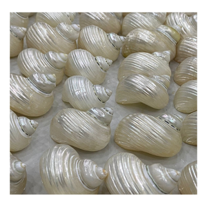Venta al por mayor de conchas marinas secas pulidas de calidad superior de Vietnam Artesanía navideña moderna Decoración de conchas marinas directamente - Product Image 3