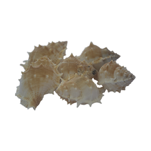 JOYERÍA SEASHELL Natural pequeña con motivos de agua Cloric pulida, concha de arte artesanal, artesanías de concha - Product Image 2