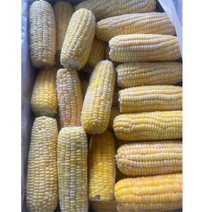 Mazorcas de maíz congeladas enteras cosechadas frescas, peladas y empaquetadas para exportación, perfectas para asar, hervir o procesar alimentos - Product Image 4
