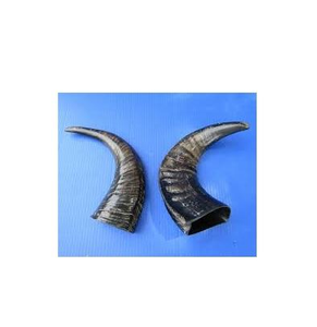 Alimento para Perros de Cuerno de Búfalo, Suministro de Fábrica Buffalo Dug Foods, el Mejor Alimento para Perros de Cuerno de Búfalo, Masticable para Perros Hecho a Mano por el Fabricante - Product Image 5