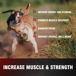 <span class=keywords><strong>Venta</strong></span> al por mayor de polvo probiótico para mejorar la vitalidad intestinal <span class=keywords><strong>Bully</strong></span> Dog Muscle Gain Powder - Product Image 5