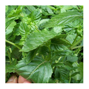 Gelée d'herbe noire du Vietnam en gros en vrac-Gelée d'herbe noire de qualité supérieure avec goût pour les smoothies, les boissons et les desserts - Product Image 6