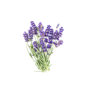 Lavande 40/42 huile essentielle pure de qualité supérieure grand fabricant indien OEM approvisionnement avec Kanha Nature huiles ingrédient de fleur - Product Image 5