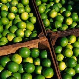 Citron/lime sans pépins frais de haute qualité en provenance du Vietnam, riches en nutriments - Product Image 6