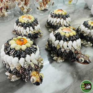 Décoration personnalisée en coquillages, utilisant des coquillages véritables pour l'artisanat décoratif et les souvenirs en provenance du Vietnam - Product Image 4