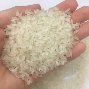 Riz blanc de haute qualité du Vietnam Calrose, grain moyen-court, Camolino égyptien, trié Sortex, texture ferme, pour usage alimentaire, export Vilaconic - Product Image 4