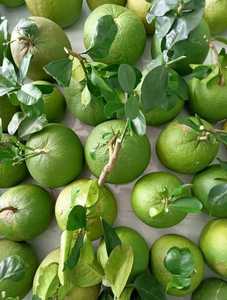 Pomelo verde cítrico aromático fresco, paquete de 6 frutas por caja, precio barato para venta al por mayor - Product Image 2