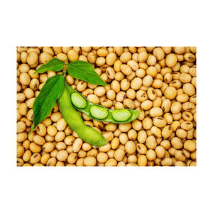 High Quality Non GMO Yellow <b>Soybeans</b> <b>Soybeans</b> /Soya Bean (8.0mm) with High Quality - Product Image 1