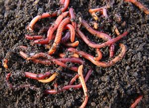 Engrais organique de vermicompost 1kg du vendeur indien qualité super export bas prix - Product Image 5