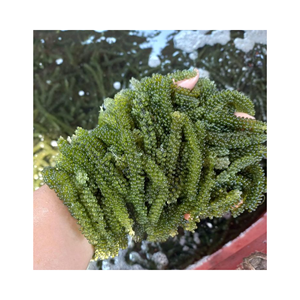 Seco deshidratado Seagrape Caulerpa Lentillifera Vietnam Sea Moss Algas secas de alta calidad - Product Image 3