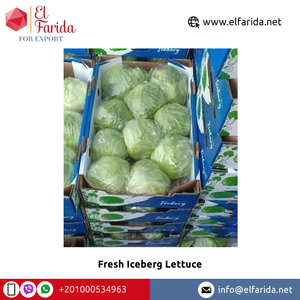 Qualité optimale Vente à chaud 100% Naturel Bonne qualité Légumes frais Laitue Iceberg d'Egypte Fabricant d'origine - Product Image 3