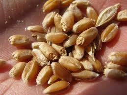 Grains de blé dur 100% naturels de haute qualité en provenance d'Inde pour l'exportation, qualité alimentaire, 500 MT par mois, certifiés FSSAI ISO & HACCP - Product Image 3