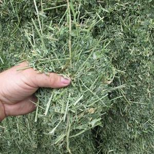 Cubes de luzerne de haute qualité pour cheval cochon chien et poisson-additif alimentaire à haute teneur en protéines - Product Image 3