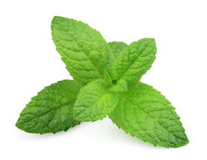 Feuilles de menthe séchées en vrac de haute qualité, transformées en usine au Vietnam, prix compétitif - Product Image 1