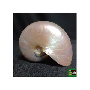 Perle blanche décorative Seashel du Vietnam utilisé dans des ensembles de souvenirs et des arrangements côtiers par 99 Gold Data - Product Image 5