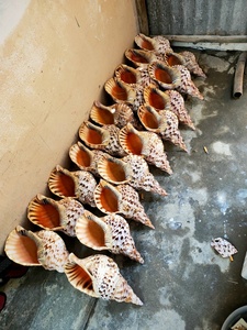 Concha marina a granel Animal estilo Vietnam Natural enorme trompeta Tritón amonita decoración pulida gran Caracol Tritón Shell para artesanía. - Product Image 4