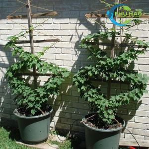 Hot Item Product PALM MAT / COIR ROPE Durable Coir Rope for Building Plant Trellises and Landscapes - Product Image 2