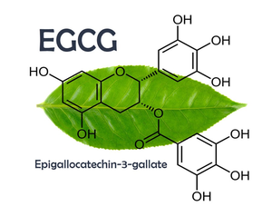Approvisionnement d'usine EGCG Épigallocatéchine Gallate Poudre Extrait De Thé Vert 98% EGCG Épigallocatéchine Gallate Extrait De Thé Vert - Product Image 2
