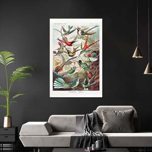 Ernst Haeckel's Art Forms in Nature Hummingbirds <b>Poster</b>-Plate 99 Durable Paper Material - Product Image 3