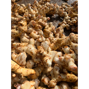 RACINE DE GALANGAL FRAIS DE HAUTE QUALITÉ/ESSENTIEL POUR UNE CUISINE AUTHENTIQUE/PRIX ABORDABLES/FABRIQUÉ AU VIETNAM - Product Image 6