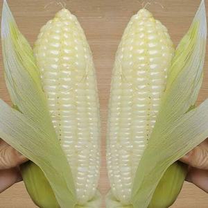 Maíz Dulce Hervido Congelado IQF de Vietnam, Empaquetado a Granel, Calidad de Exportación, Precio Competitivo - Product Image 6