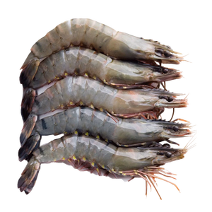good price high quality frozen black tiger prawn directly