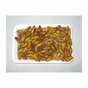 Farine de vermicelles de soie naturelle de haute qualité pour l'alimentation du bétail - Délicieux vermicelles de soie séchés - Product Image 1