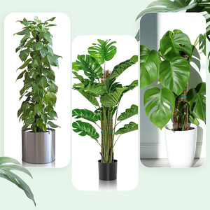 Modular D-Shaped Plastic Coated Moss Pole 48 Inch Snap-Fit Extendable <b>Greenhouse</b> Use Simple <b>Plant</b> Support - Product Image 3