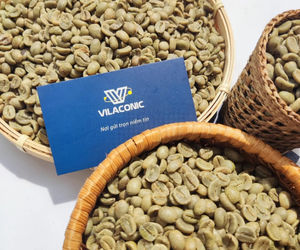 Granos de Café Robusta Verde de Origen Vietnamita de Primera Calidad, Grado A, Vilaconic, Listos para Exportación, Venta al por Mayor, OEM/ODM - Product Image 5