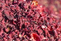 Semillas de flores de hibisco secas orgánicas naturales 100% para té y polvo de plantación de jugo para bebidas saludables