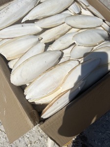 Hueso de Sepia de Alta Calidad para Exportación a Granel desde Vietnam con Calidad Consistente y Términos Comerciales Competitivos - Product Image 5