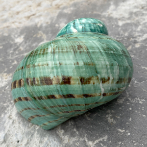 Coquillage décoratif poli artisanat côtier du Vietnam pour la décoration nautique de la maison et des bijoux uniques faits à la main - Product Image 1