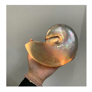 Display Nautilus Shell suministrado por Vietnam Factory 99 Gold Data para el arte del hogar y decoraciones inspiradas en el mar - Product Image 5