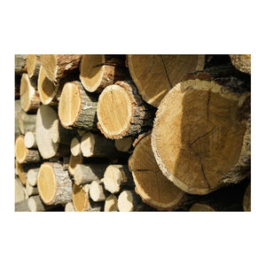 Troncos de fresno blanco europeo al por mayor, origen alemán, para industrias de pisos y fabricación de gabinetes de alta gama. Suministro global disponible. - Product Image 6