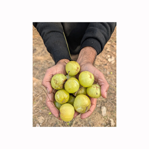 Rodajas de amla, fruta seca en trozos para empresas de té de hierbas, fabricantes de snacks, mayoristas y clientes de exportación - Product Image 6
