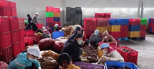 น้ำเสาวรสเข้มข้นแช่แข็ง บริกซ์ 50 ผลิตจากโรงงาน - Product Image 4