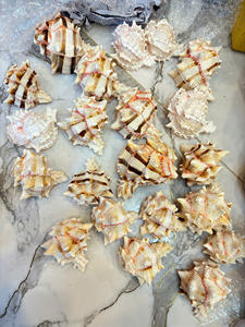 เปลือกหอยวัสดุธรรมชาติคุณภาพสูงจากเวียดนามเหมาะสำหรับตกแต่งบ้านบรรจุภัณฑ์จำนวนมากและงานหัตถกรรมศิลปะ - Product Image 2